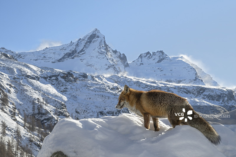 冬季在雪中的红狐（Vulpes vulpes）雄性，阿尔卑斯山，意大利。图片素材