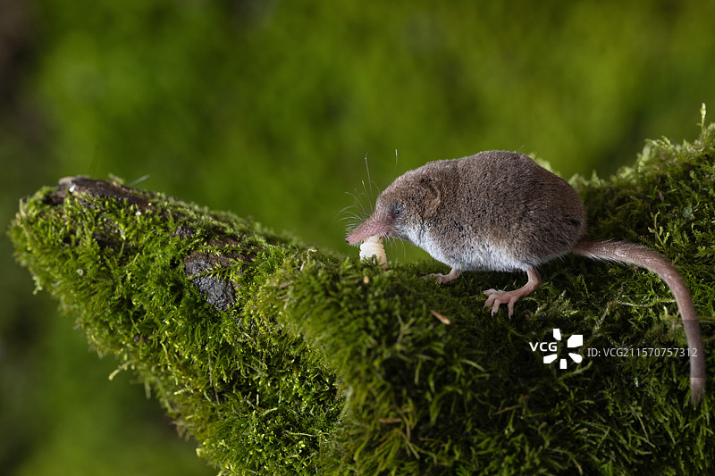 矮鼩鼱（Sorex minutus），在瑞士沃州阿尔卑斯山。图片素材