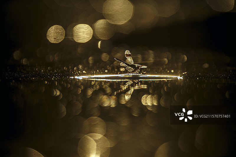 黎明时分，南非大克鲁格国家公园水面中央的蜻蜓与水中的光晕图片素材