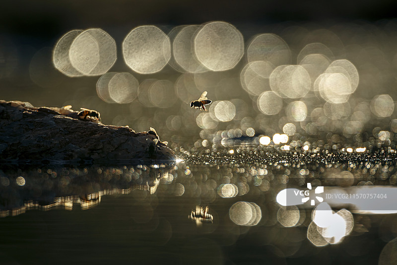 黄蜂在南非大克鲁格国家公园的水面上空飞翔，晨曦中的逆光效果。图片素材
