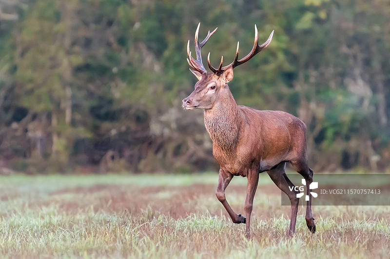 红鹿（Cervus elaphus），雄性，左侧有5个角，右侧有6个角。法国中部卢瓦尔河谷地区梅内斯特罗-维莱特的西兰庄园。图片素材