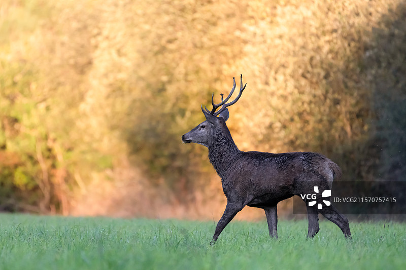 年轻的雄性红鹿（Cervus elaphus），拥有8根角。法国中央瓦尔德卢瓦尔地区 - 洛伊雷省 - 梅内斯特罗恩维莱特 - 西兰庄园图片素材