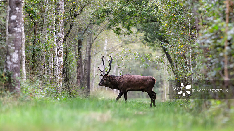 强壮的雄性红鹿（Cervus elaphus），拥有12根角。法国中部卢瓦尔河谷地区的梅内斯特罗-维莱特。图片素材