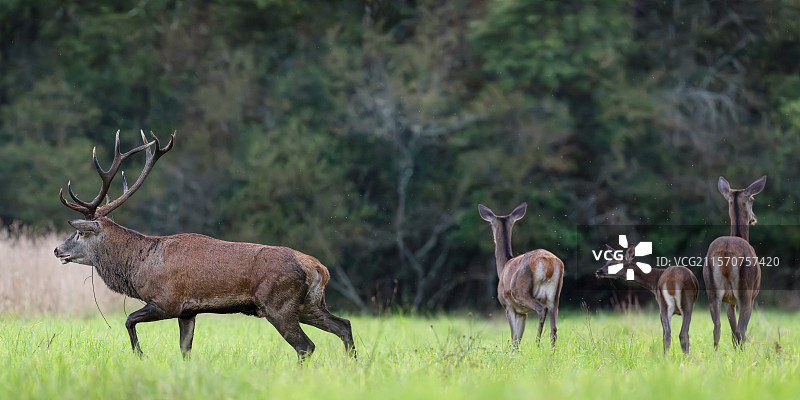 雄性红鹿（Cervus elaphus）带着16根角和母鹿。法国中央瓦尔德卢瓦尔大区的梅内斯特罗恩维莱特。图片素材