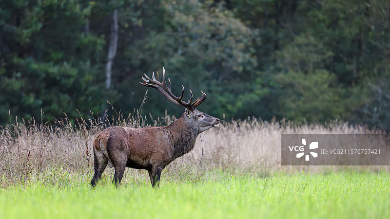 雄性红鹿（Cervus elaphus），拥有16根角。法国中部瓦尔德卢瓦尔地区的梅内斯特罗恩维莱特。图片素材