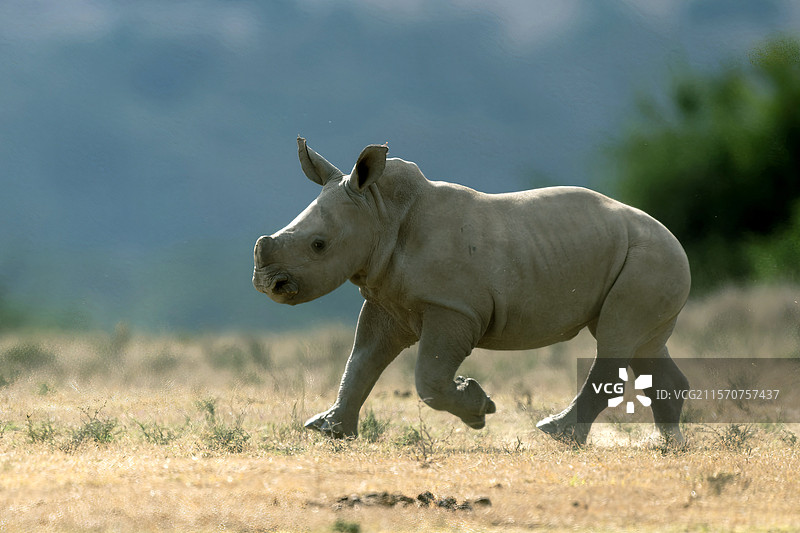 年轻的白犀牛（Ceratotherium simum），索利奥牧场，莱基皮亚省，肯尼亚图片素材