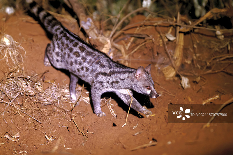 小斑点基奈特（Genetta genetta）在肯尼亚莱基皮亚地区的灌木丛中图片素材