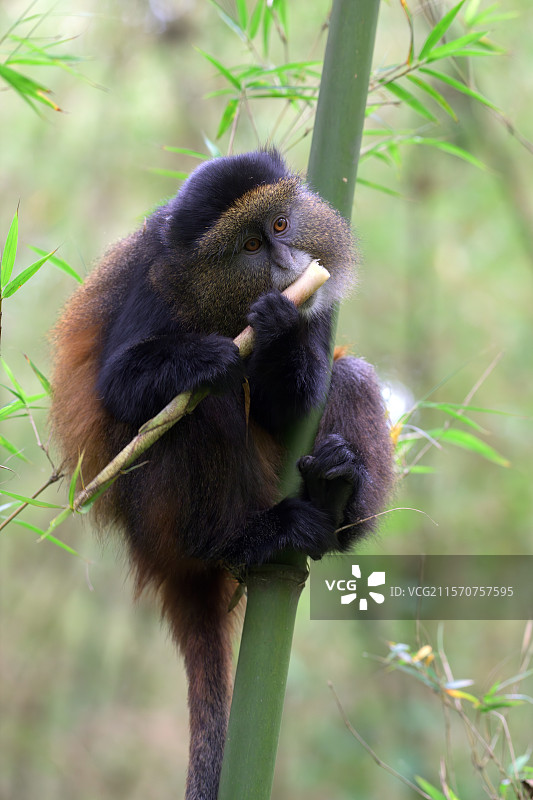 金猴（Cercopithecus kandti），在乌干达的姆加欣加啃食竹子茎。图片素材