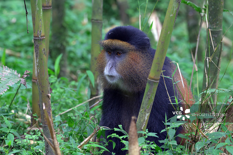 金猴（Cercopithecus kandti），乌干达，姆加欣加图片素材