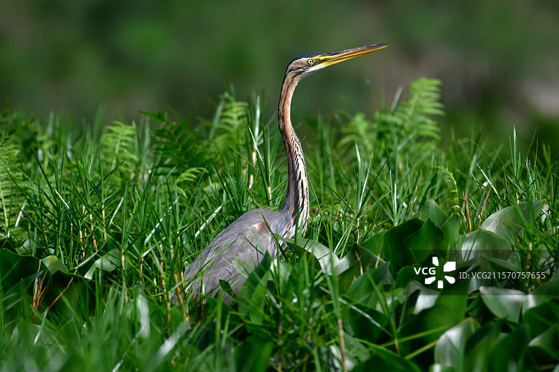 紫鹭（Ardea purpurea），乌干达马班巴沼泽图片素材