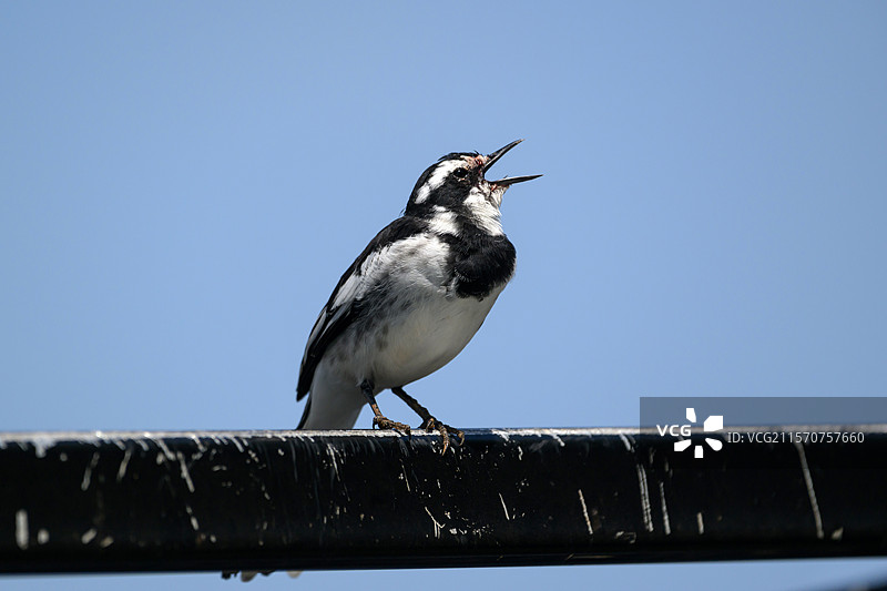 非洲斑尾鹡鸰（Motacilla aguimp），在乌干达鸣唱图片素材