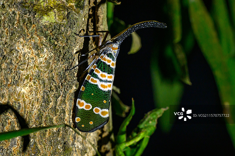 灯笼虫（Pyrops candelaria），越南卡廷国家公园图片素材
