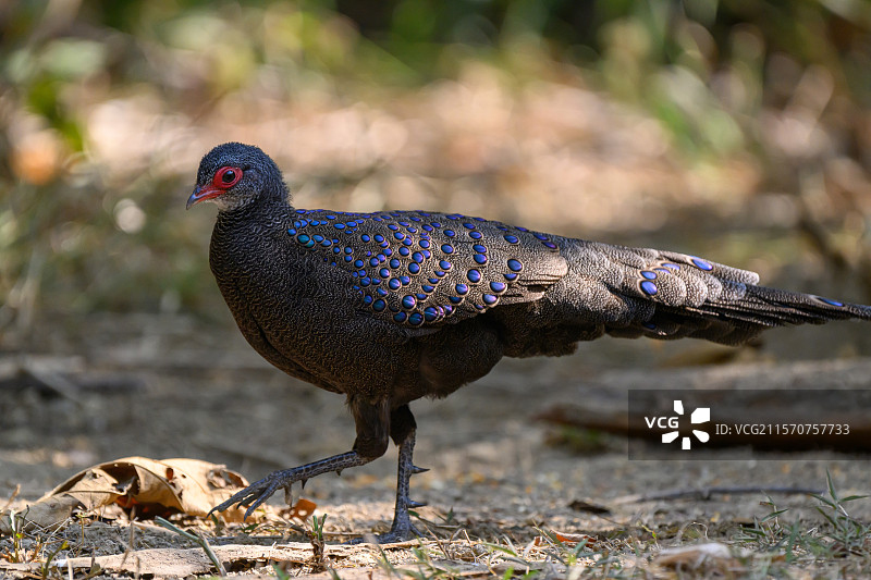 杰尔曼孔雀雉（Polyplectron germaini），雄性，越南加地恩国家公园图片素材