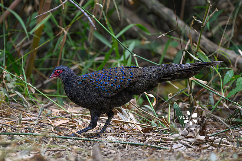 杰尔曼孔雀雉（Polyplectron germaini），雄性，越南加地恩国家公园图片素材