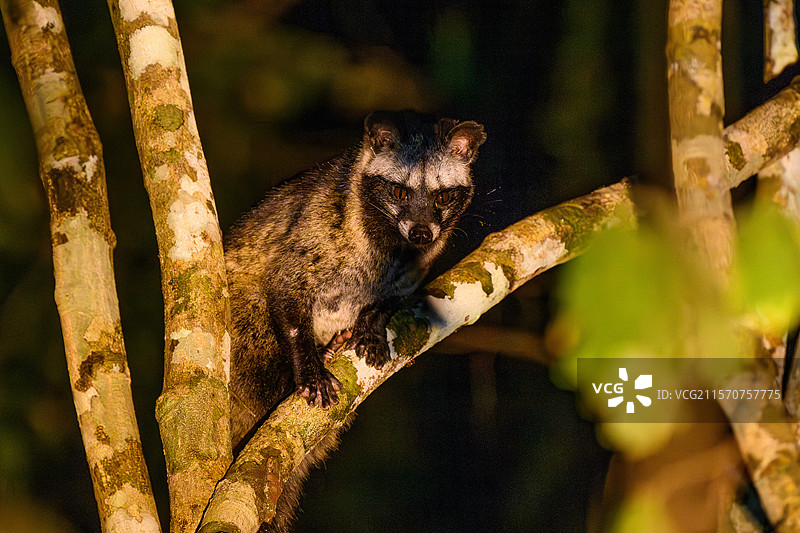 南方棕榈貓鼬（Paradoxurus musanga）在树上，嘉定国家公园图片素材