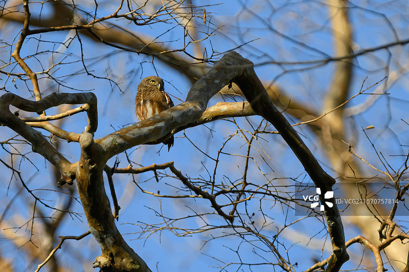 亚洲条纹猫头鹰（Glaucidium cuculoides）栖息在树枝上，越南加地恩国家公园图片素材