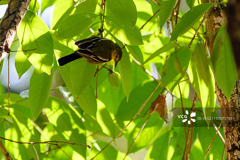 常见的白头翁（Aegithina tiphia）在越南的卡蒂恩国家公园的树叶中寻找昆虫图片素材