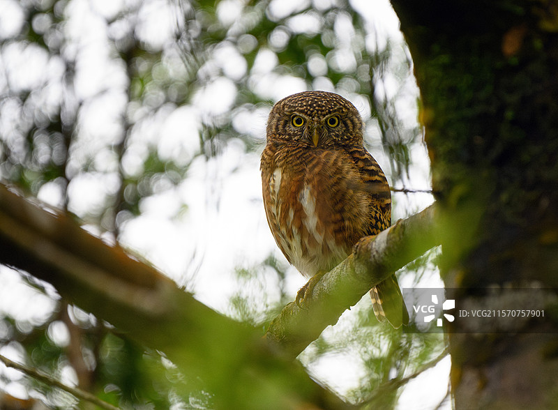 项圈小鸮（Taenioptynx brodiei）栖息在越南巴赫马国家公园的一根树枝上图片素材