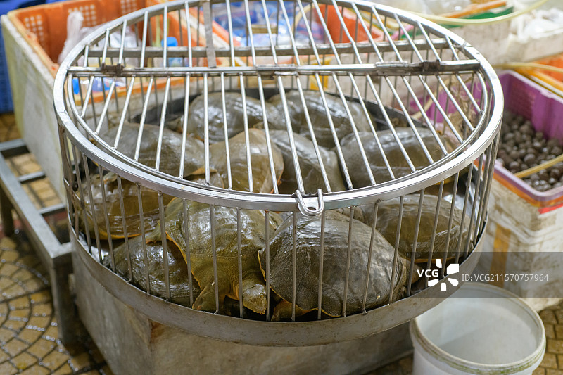 越南河内市场出售的中国软壳龟（Pelodiscus sinensis）图片素材