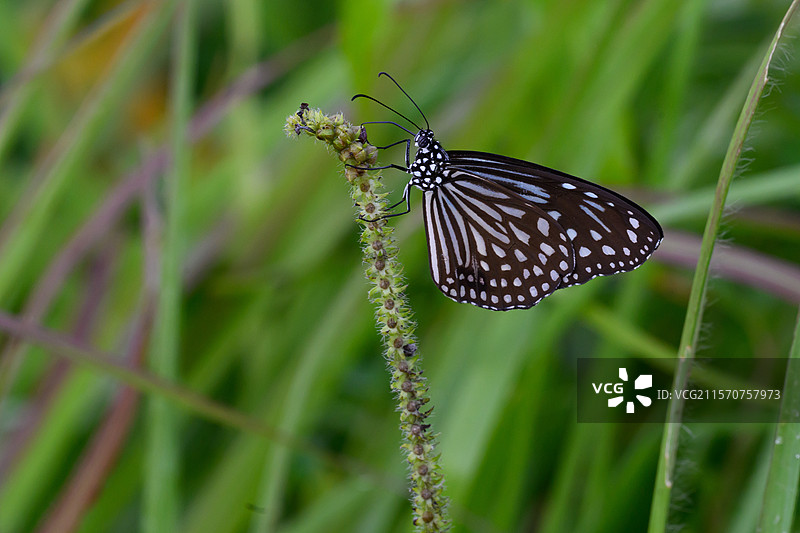 玻璃虎蝶（Parantica aglea），越南卡蒂恩国家公园图片素材