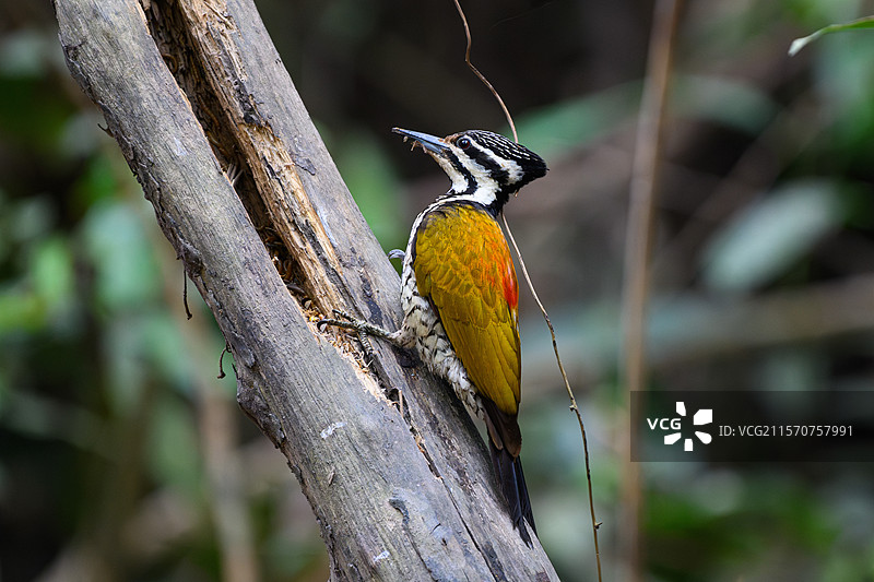 普通火背啄木鸟（Dinopium javanense intermedium）雌性，越南卡廷国家公园图片素材
