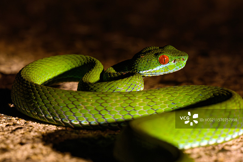 红眼绿树蝰（Trimeresurus rubeus）越南卡蒂恩国家公园图片素材