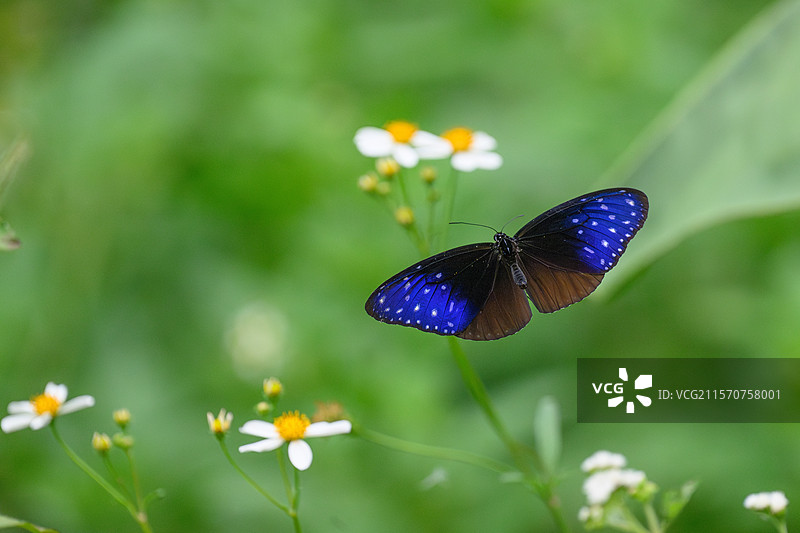 飞翔中的条纹蓝鸦（Euploea mulciber），越南山茶自然保护区图片素材