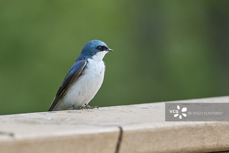树燕（Tachycineta bicolor），阿拉斯加，美国图片素材