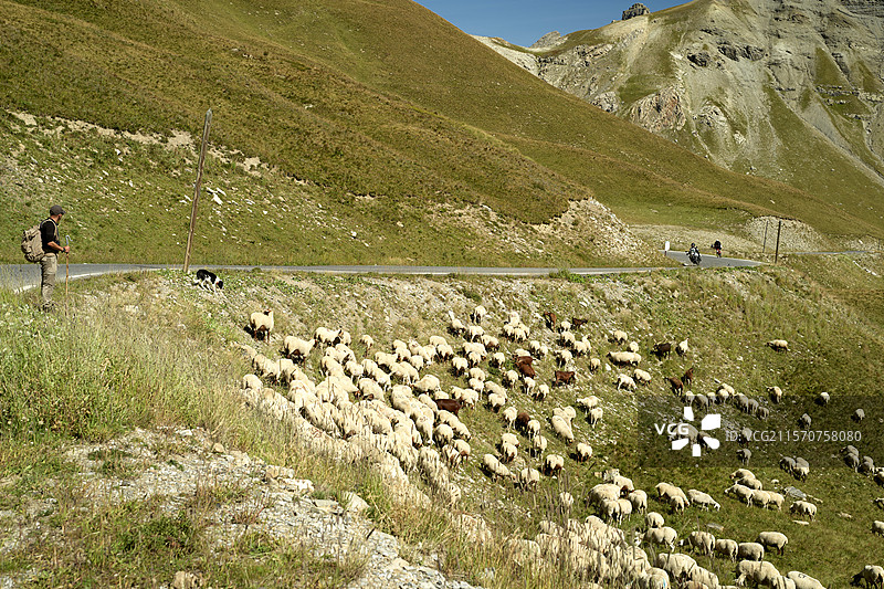 牧羊人在法国阿尔卑斯山梅尔坎图尔国家公园的博内特山口附近的提内河上游谷地照看他的羊群图片素材