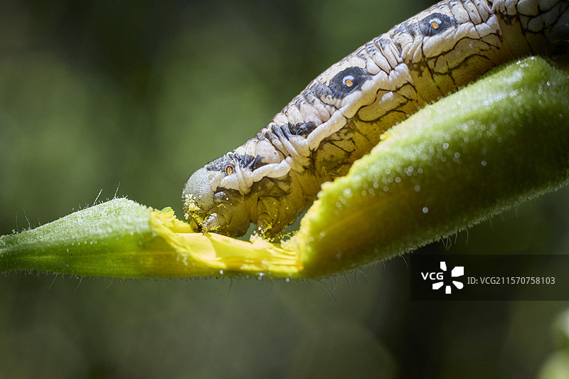 柳叶菜鹰蛾幼虫（Proserpinus proserpina）（8到10厘米）正在吞食其寄主植物：黄昏报春花，法国奥弗涅火山地区自然公园，坎塔尔山脉。图片素材