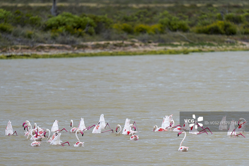大火烈鸟(Phoenicopterus roseus)群在深水中觅食。阿古拉斯(L'Agulhas),奥弗贝格,西开普省,南非。图片素材