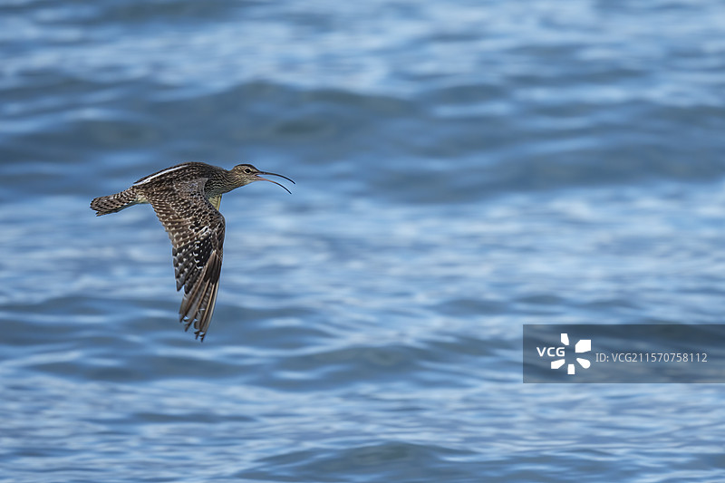 一只欧亚鹬（Numenius phaeopus）在水面上飞翔。阿古拉斯（L'Agulhas），奥弗贝格，西开普省，南非。图片素材