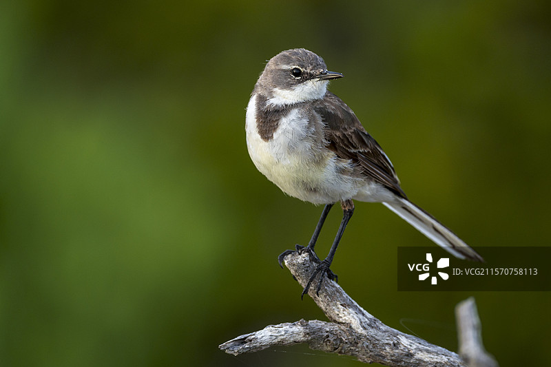 一只南非鹡鸰（Motacilla capensis）栖息在树枝上。阿古拉斯（L'Agulhas），奥弗贝格，西开普省，南非。图片素材