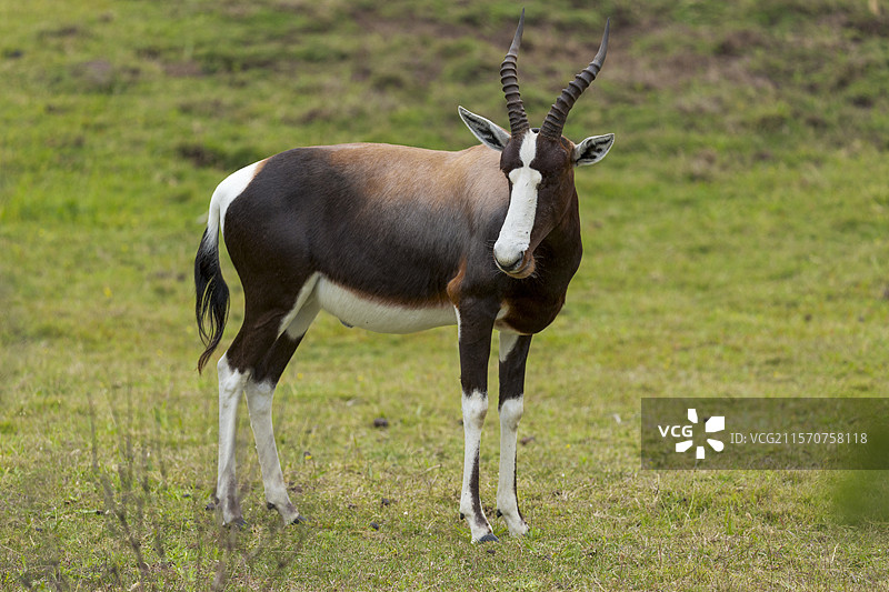 德胡普自然保护区的邦特博克（Damaliscus pygargus），位于西开普省的奥弗贝格，南非。图片素材