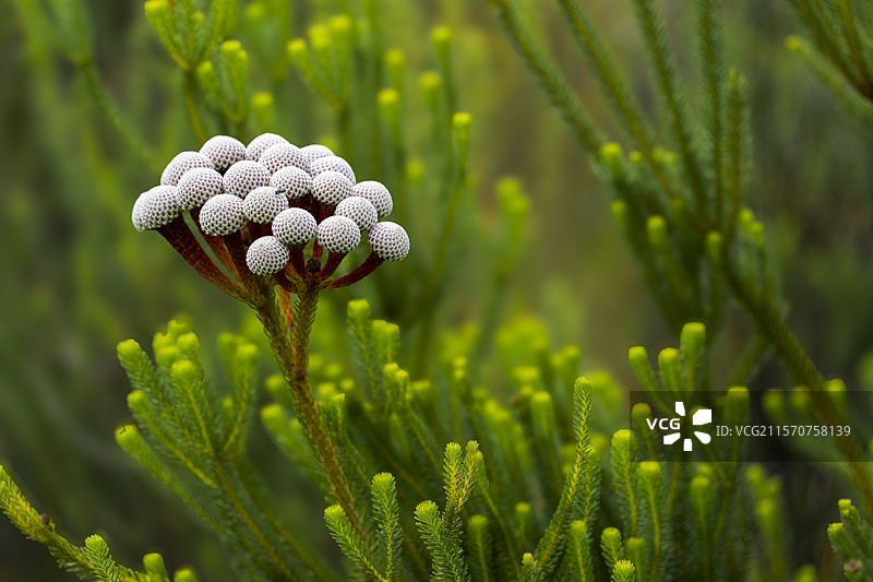 红色科尔科尔或鲁伊斯通比（Berzelia stokoei 或 Brunia stokoei）贝蒂湾。鲸鱼海岸。奥弗贝格。西开普省。南非。图片素材