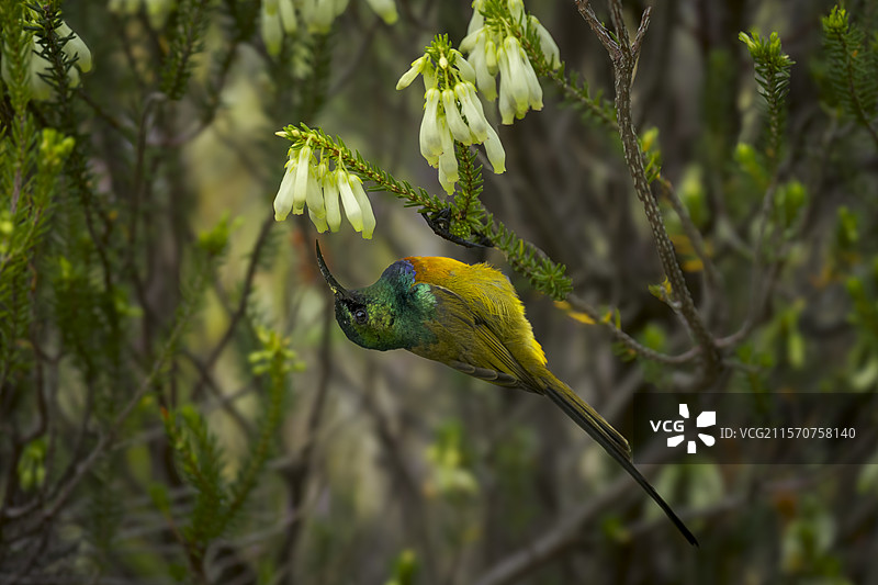一只橙胸太阳鸟（Anthobaphes violacea）在九针灌木（Erica mammosa）上吸食花蜜。贝蒂湾，鲸海岸，奥弗贝格，西开普省，南非。图片素材