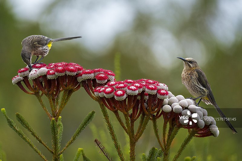 开普糖鸟（Promerops cafer）在红色科尔科尔（Berzelia stokoei或Brunia stokoei）上吸食花蜜，地点：贝蒂湾，鲸海岸，奥弗贝格，西开普省，南非。图片素材