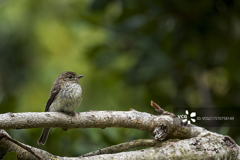 非洲暗色捕蝇鸟（Muscicapa adusta），栖息在树枝上。贝蒂湾，鲸鱼海岸，奥弗贝格，西开普省，南非。图片素材