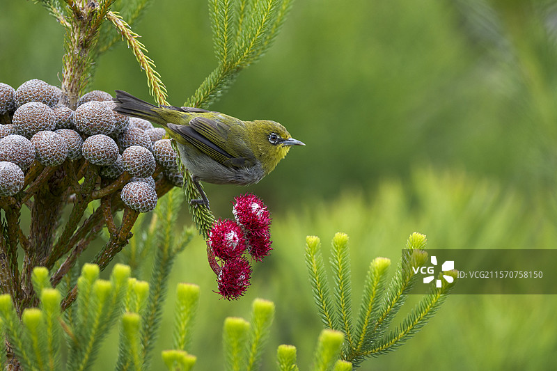 南非西开普省奥弗贝格地区鲸湾的贝蒂湾，白眼雀（Zosterops virens）在红色科尔科尔（Berzelia stokoei或Brunia stokoei）上吸食花蜜。图片素材