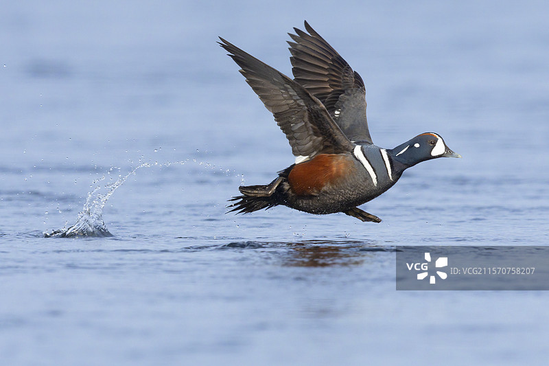 小丑鸭（Histrionicus histrionicus），成年雄性侧面起飞图，冰岛东北地区图片素材