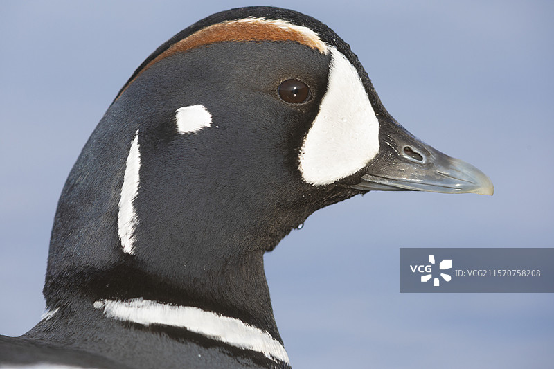 小丑鸭（Histrionicus histrionicus），成年雄性特写，冰岛东北地区图片素材