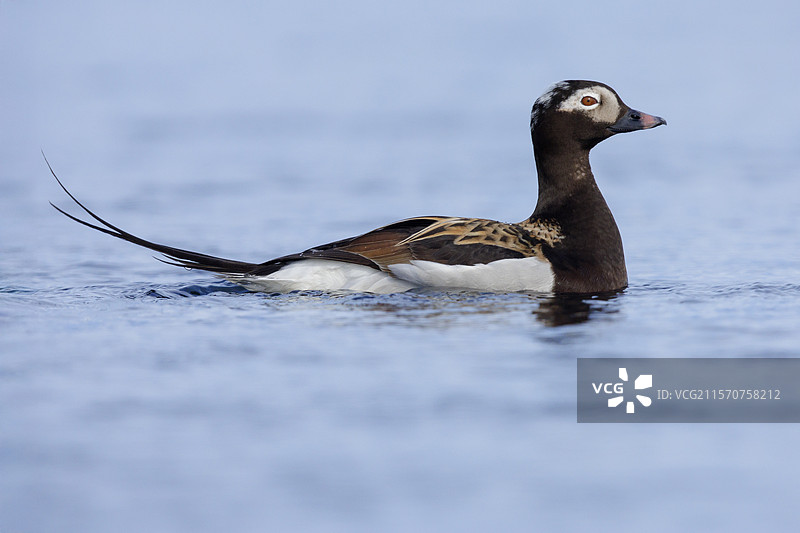 长尾鸭（Clangula hyemalis），成年雄性侧面游泳于水中，冰岛东北地区图片素材