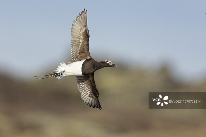长尾鸭（Clangula hyemalis），成年雄性在空中飞行的底部视角，冰岛东北地区图片素材