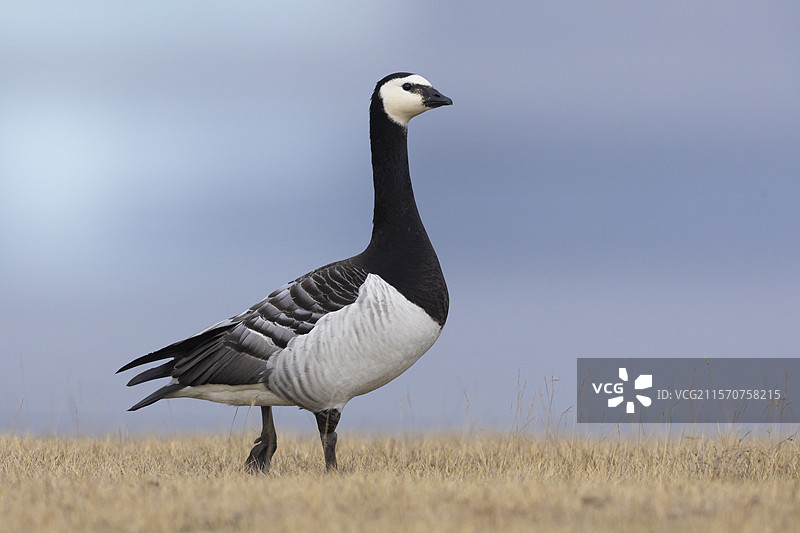 白额雁（Branta leucopsis），成年鸟侧面站立在地面上，冰岛南部地区图片素材