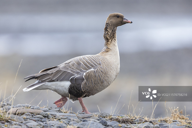 粉脚鹅（Anser brachyrhynchus），成年鸟侧面站立在地面上，冰岛西北地区图片素材