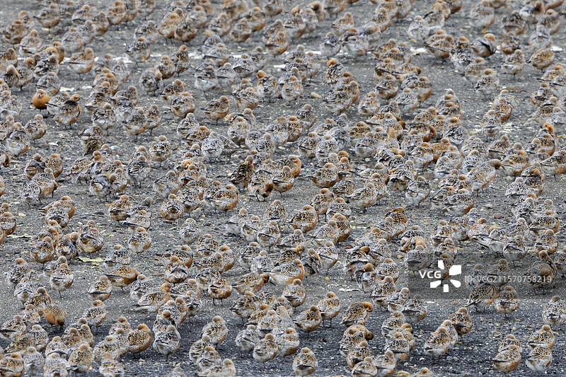红腹滨鹬（Calidris canutus islandica），小群在地面上，冰岛首都地区图片素材