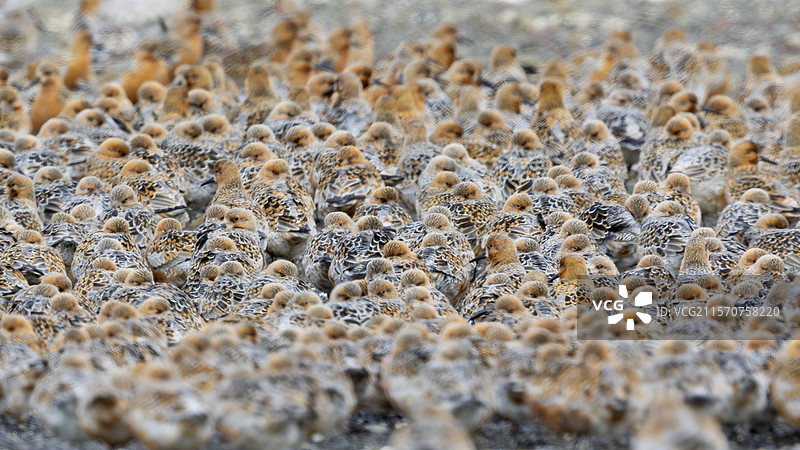 红腹滨鹬（Calidris canutus islandica），小群在地面上，冰岛首都地区图片素材
