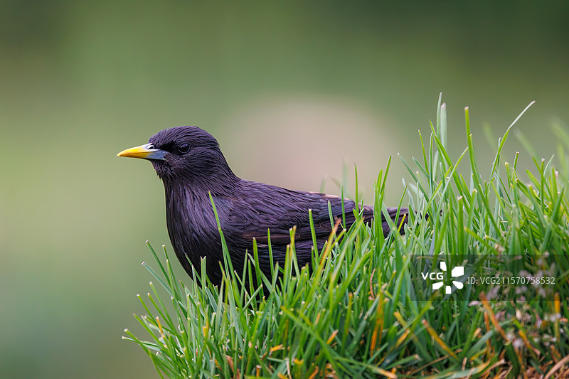 无斑星鸲（Sturnus unicolor），在地面觅食，西班牙卡斯蒂利亚和莱昂自治区莱昂省里亚诺图片素材