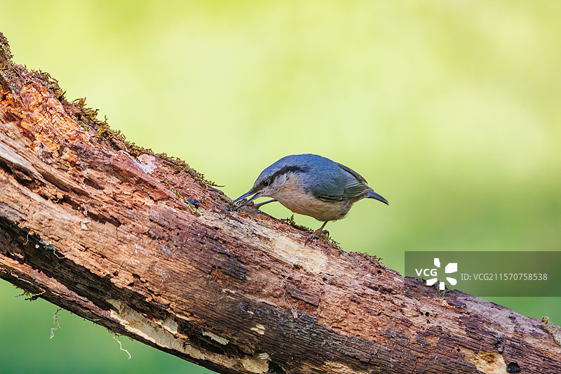 欧亚山雀（Sitta europaea），栖息在树枝上，西班牙卡斯蒂利亚和莱昂自治区莱昂省的里亚诺图片素材
