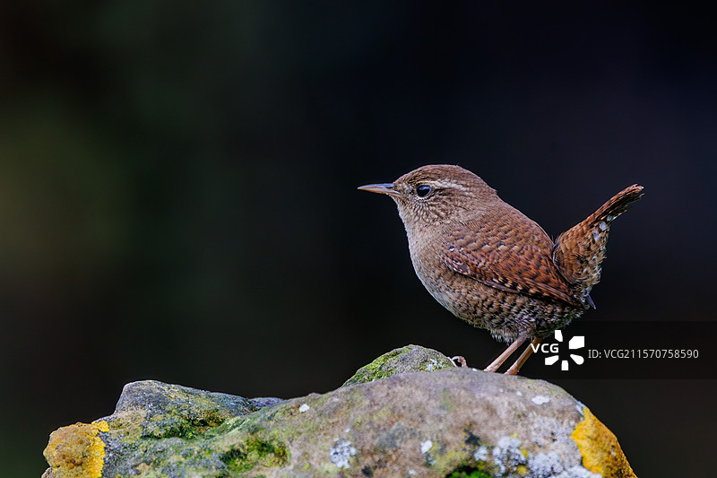 欧亚鹪鹩（Troglodytes troglodytes），在灌木丛中，西班牙莱昂省里亚诺，卡斯蒂利亚和莱昂自治区图片素材